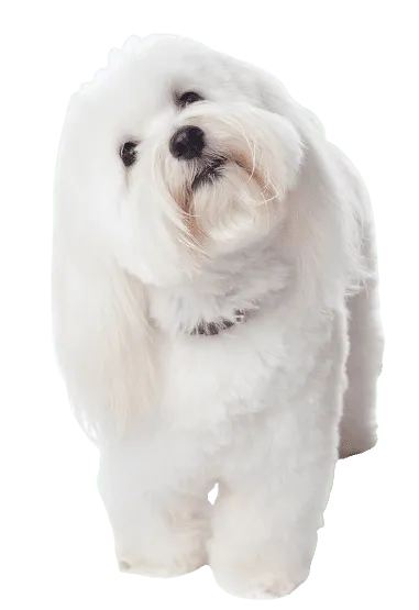 Coton-de-Tulear-3