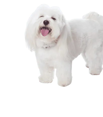 Coton-de-Tulear-6