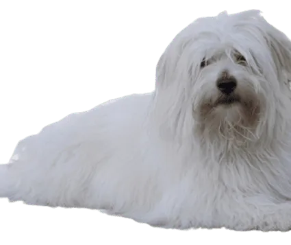 Coton-de-Tulear-7