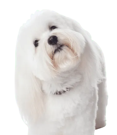 Coton de Tulear Bild