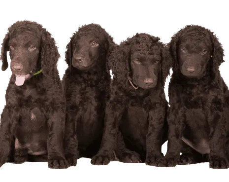 Curly-Coated-Retriever-6-1