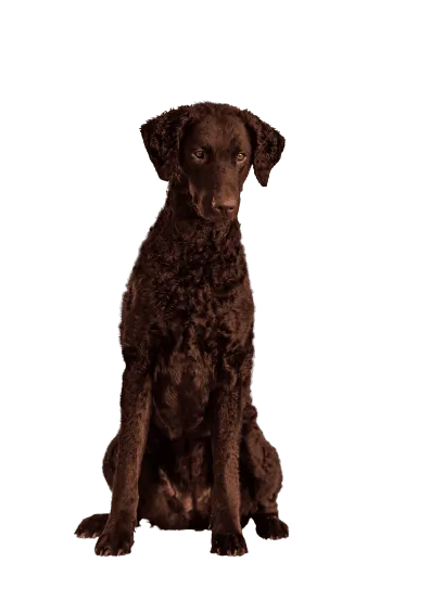 Curly-Coated-Retriever-5