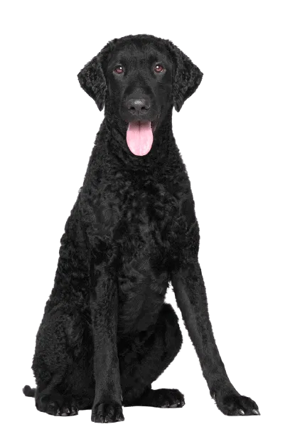 Curly-Coated-Retriever-4