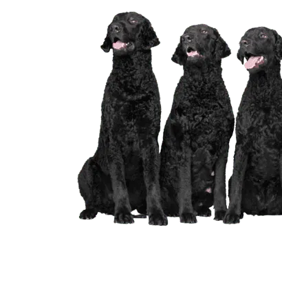 Curly-Coated-Retriever-2