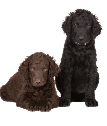 Curly-Coated-Retriever-3