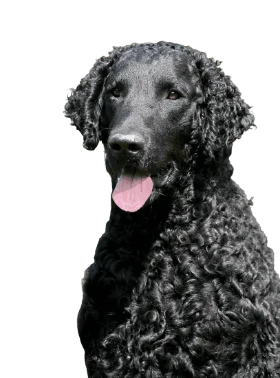 Bild für Curly-Coated Retriever