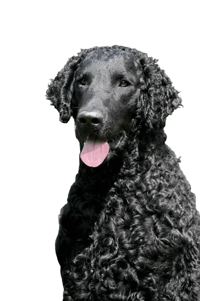Curly-Coated Retriever Bild
