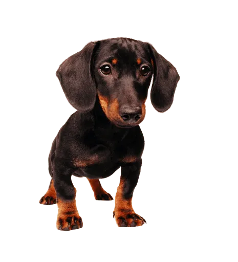 Dachshund 2