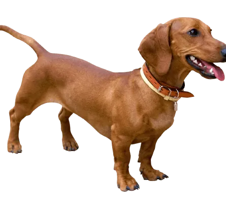 Dachshund 3