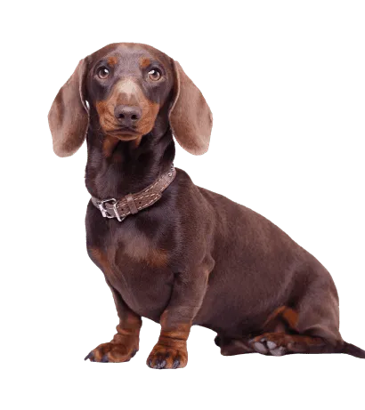 Dachshund 4
