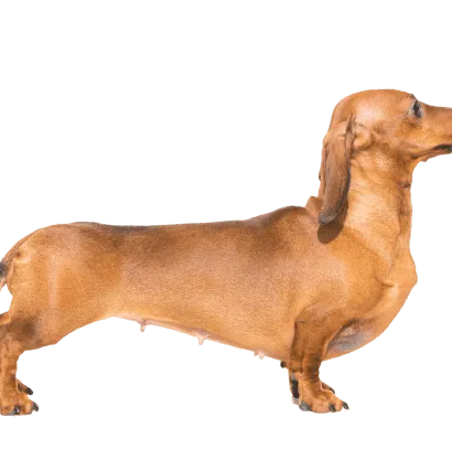 Dachshund 5
