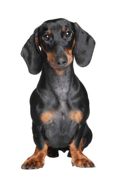 Dachshund 1