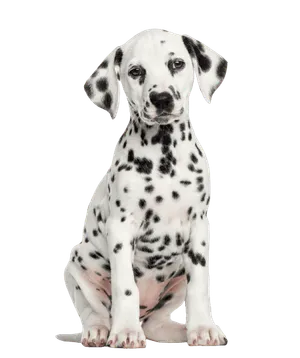 Dalmatiner Puppy