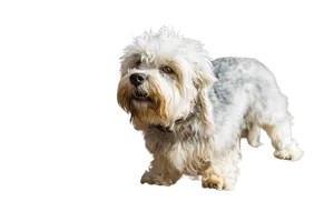 Dandie-Dinmont-Terrier-4