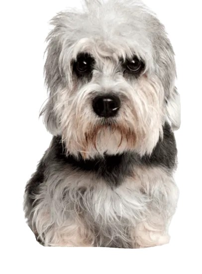 Dandie-Dinmont-Terrier-1