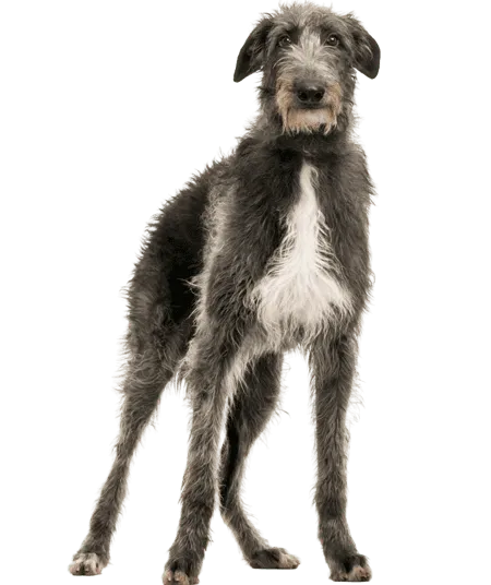 Bild für Deerhound