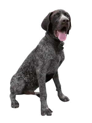 Deutsch Drahthaar Puppy