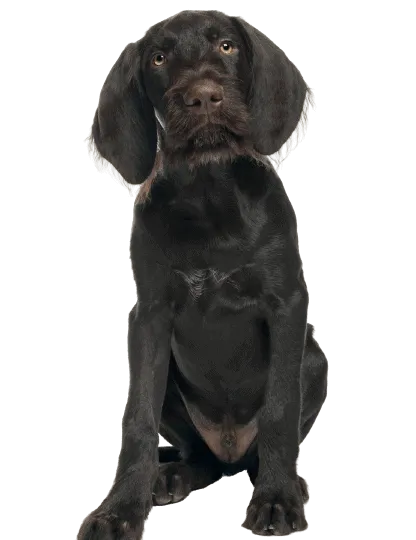 Deutsch Kurzhaar Puppy