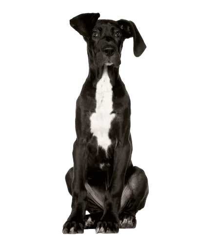 Deutsche Dogge