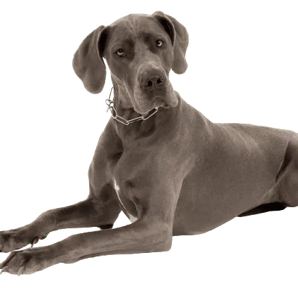 Deutsche Dogge