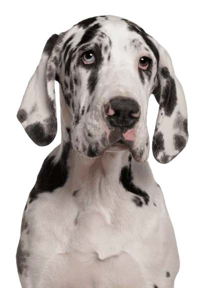 Deutsche Dogge Bild