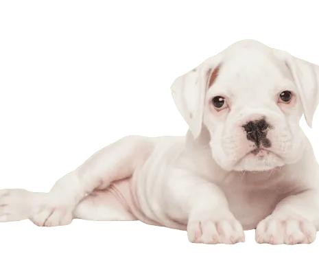 Deutscher Boxer