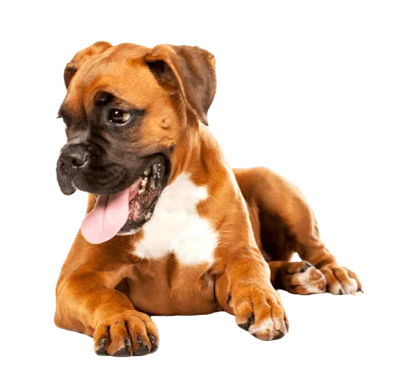 Deutscher Boxer