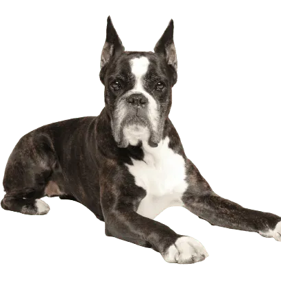 Deutscher Boxer