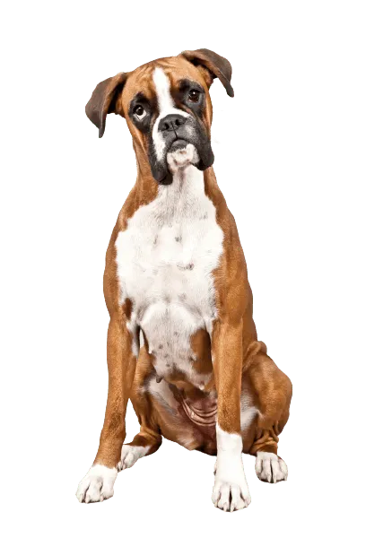 Deutscher Boxer