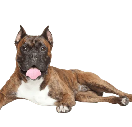 Deutscher Boxer