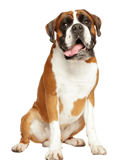 Bild für Deutscher Boxer