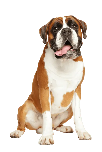 Deutscher Boxer Bild