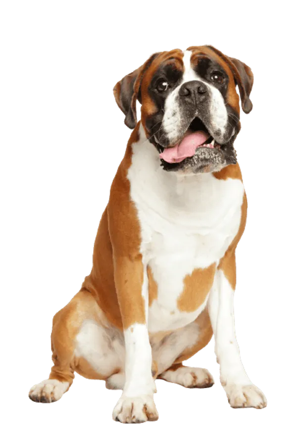 Deutscher Boxer Bild