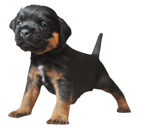 Deutscher Jagdterrier