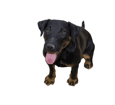 Deutscher Jagdterrier