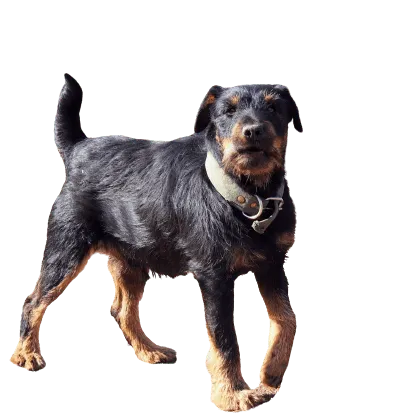 Deutscher Jagdterrier