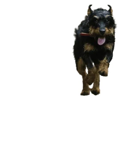 Deutscher Jagdterrier