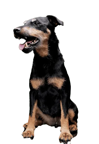 Deutscher Jagdterrier
