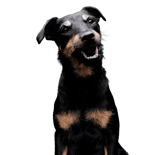 Deutscher Jagdterrier Bild