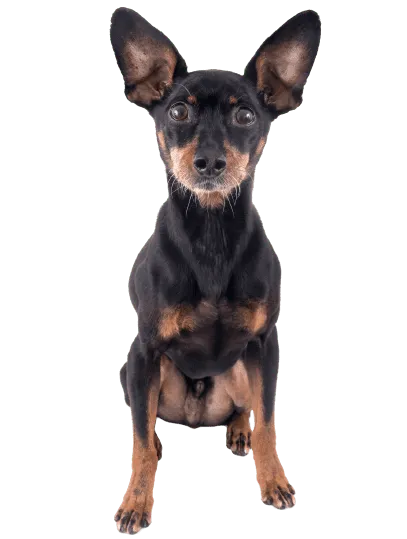 Deutscher Pinscher 1