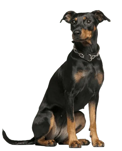 Deutscher-Pinscher-Adult