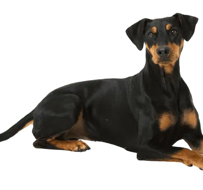 Deutscher Pinscher