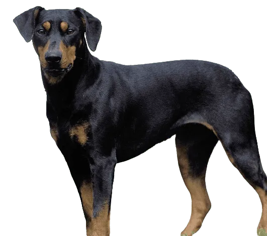 Deutscher Pinscher 1