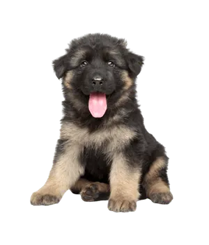 Deutscher Schaeferhund