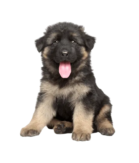 Deutscher Schaeferhund