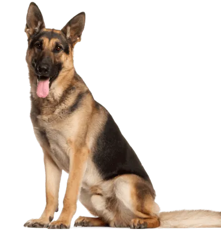 Deutscher Schaeferhund