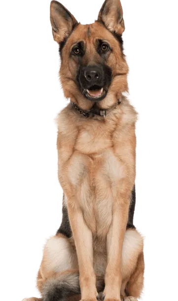 Deutscher Schaeferhund