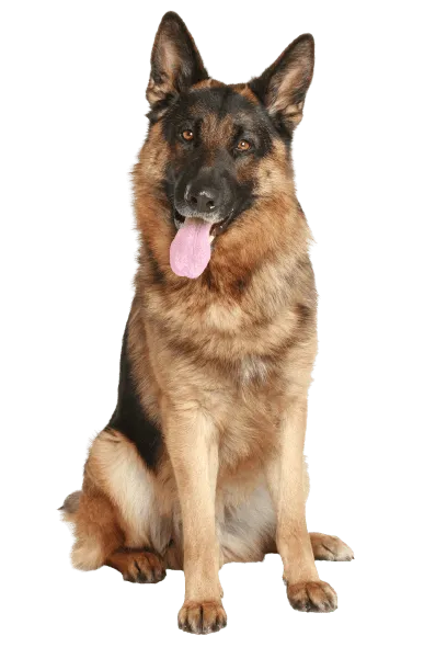 Deutscher Schaeferhund