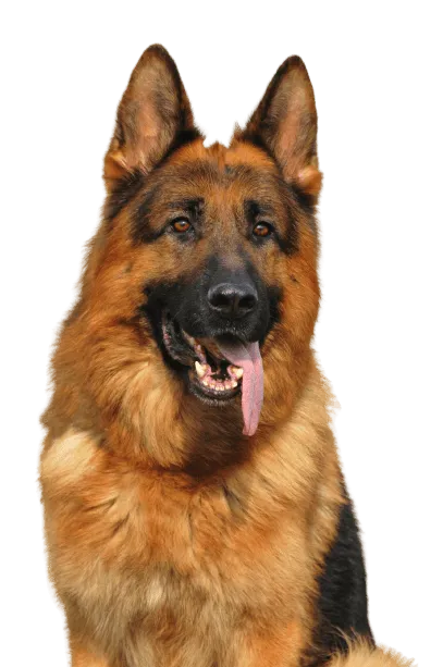 Deutscher Schäferhund Bild