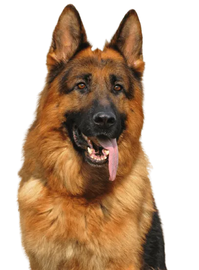 Bild für Deutscher Schäferhund